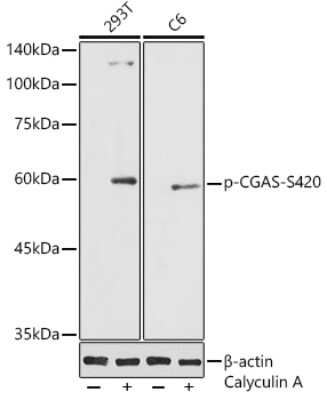 Western Blot: cGAS [p Ser420] AntibodyAzide and BSA Free [NBP3-16951]